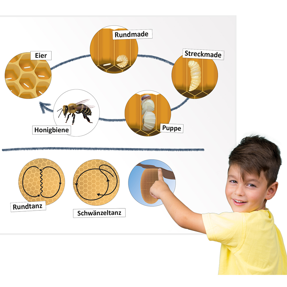 Lebenszyklus Und Kommunikation Der Honigbiene Magnetisch