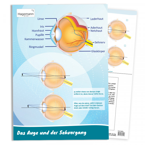 Hagemann Poster Das Auge Und Der Sehvorgang | Hagemann